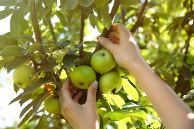 Photo of Woman picking ripe apples from tree outdoors, closeup