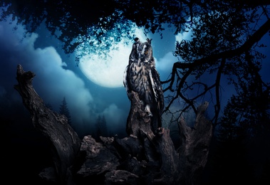 Owl in dark forest under full moon at night