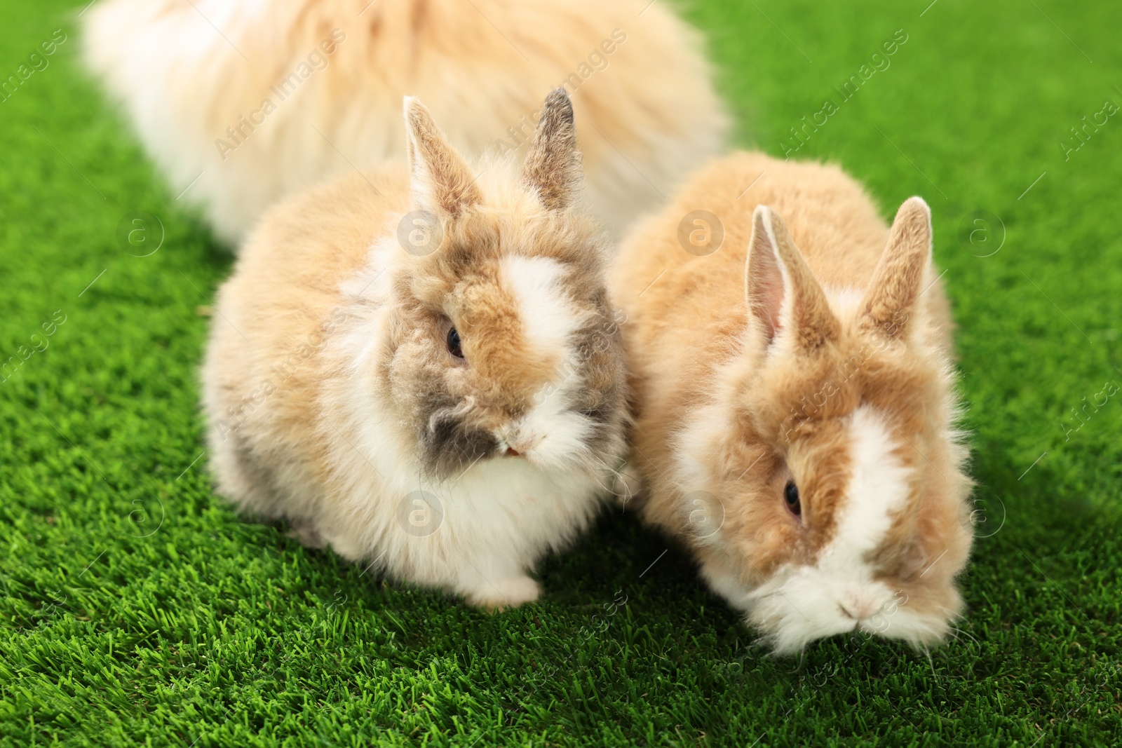 Photo of Cute fluffy pet rabbits on green grass