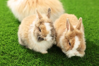 Photo of Cute fluffy pet rabbits on green grass