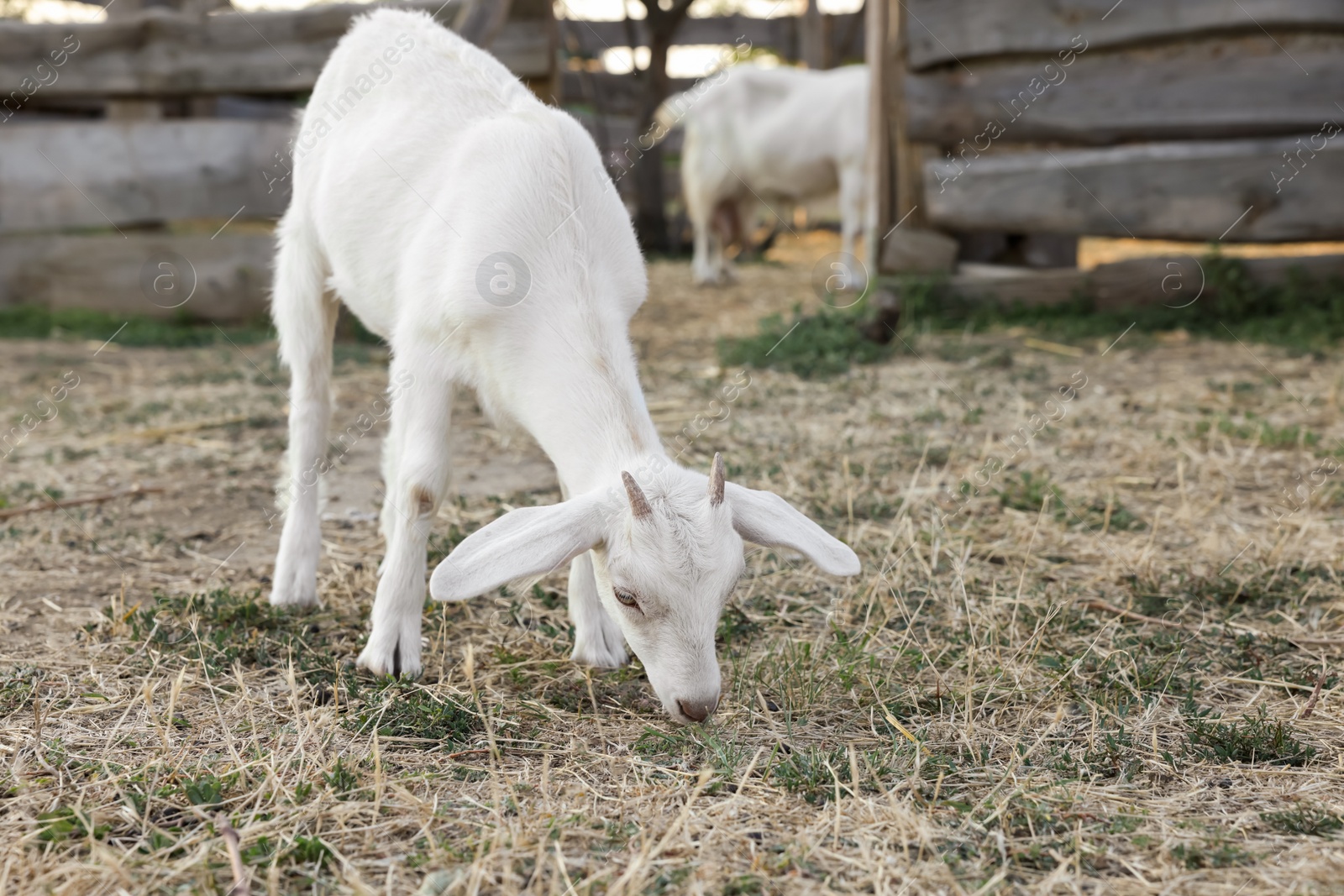 Photo of Cute goatling on pasture at farm. Baby animal