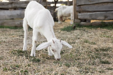 Photo of Cute goatling on pasture at farm. Baby animal