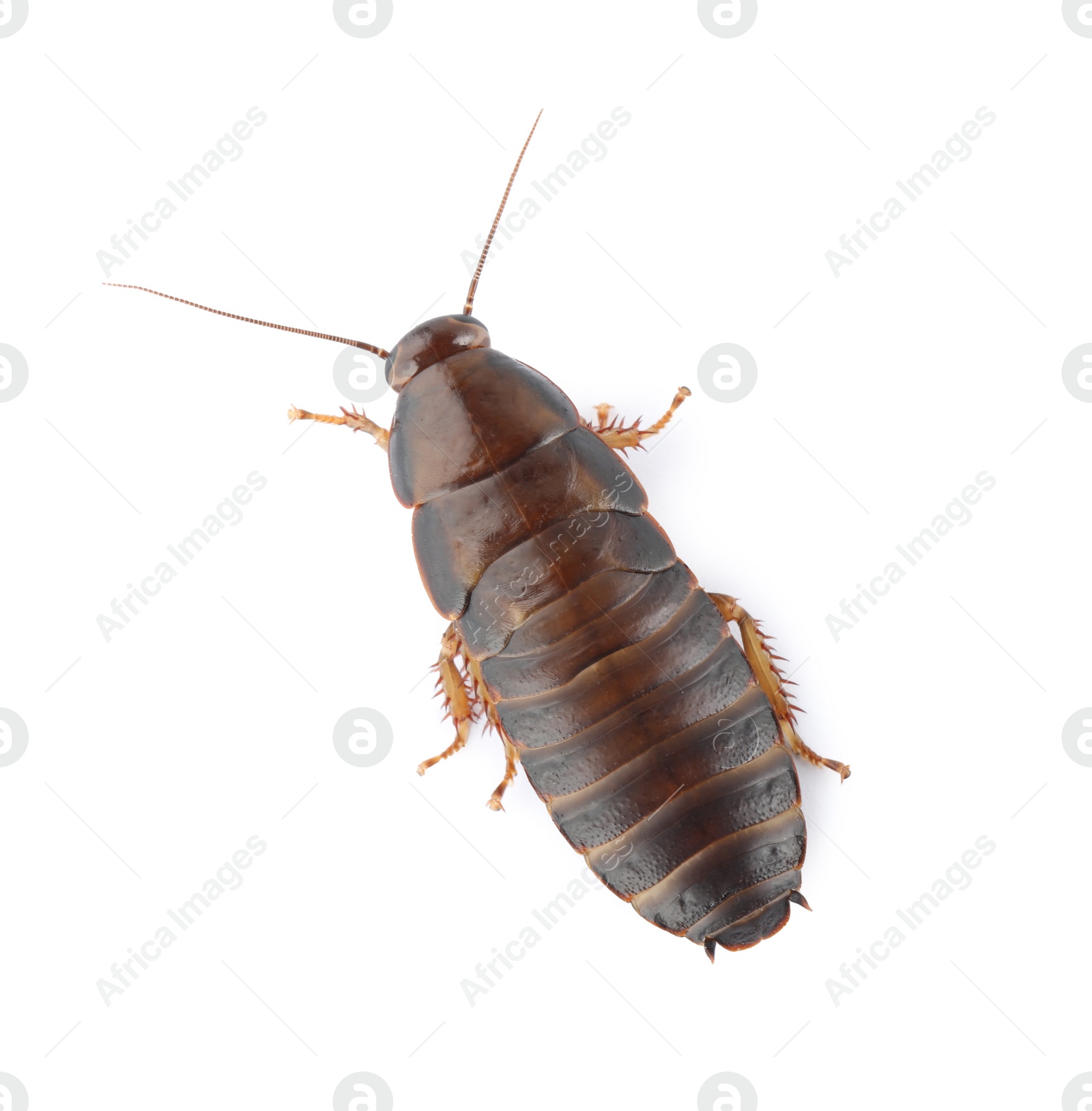 Photo of Brown cockroach isolated on white, top view. Pest control