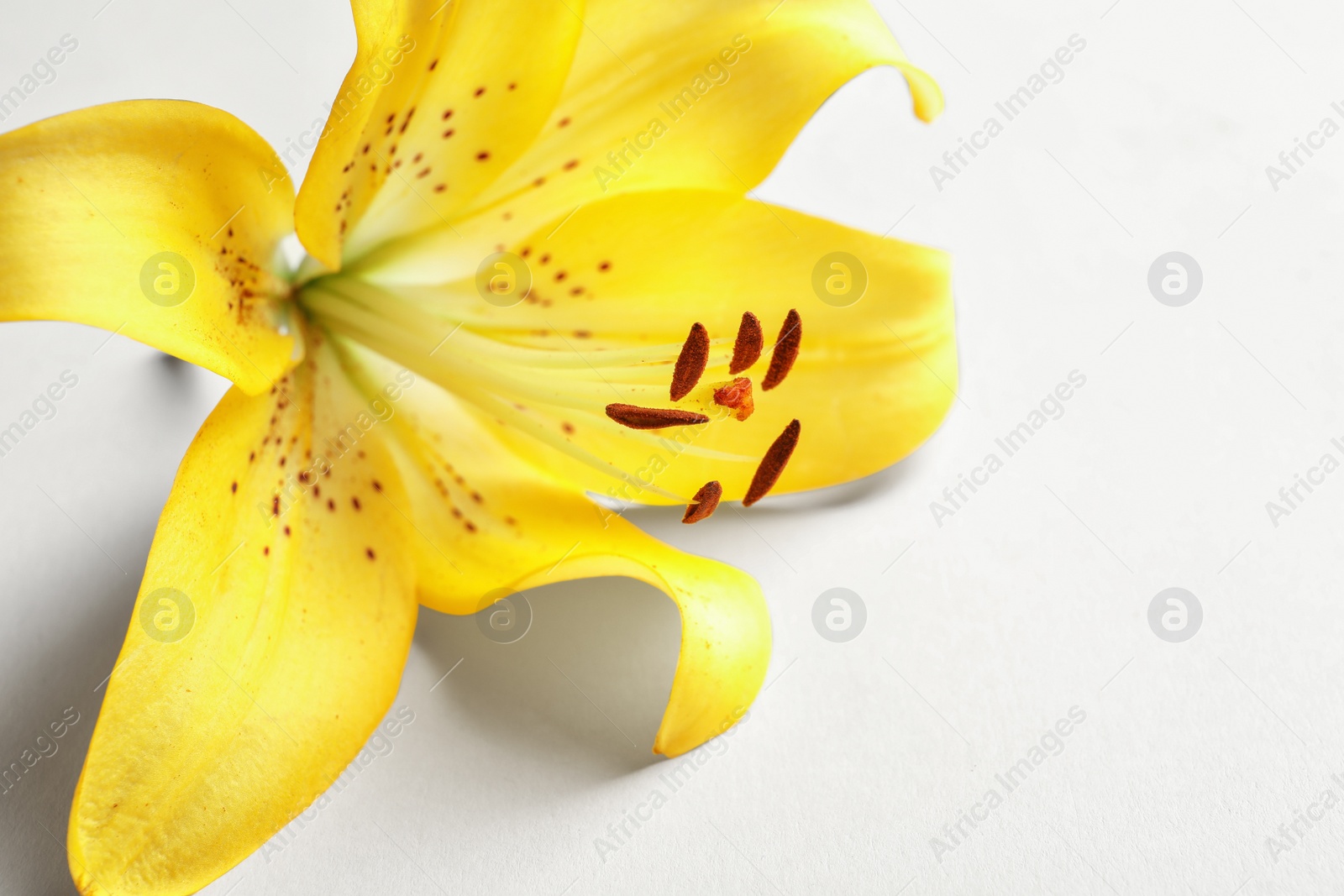 Photo of Beautiful blooming lily flower on white background, closeup