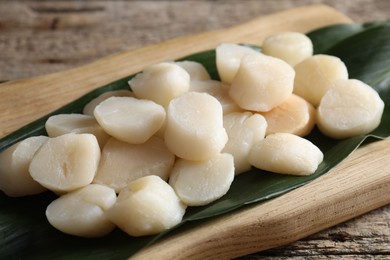 Fresh raw scallops on wooden table, closeup