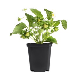 Photo of Potted strawberry seedling with leaves and fruits isolated on white
