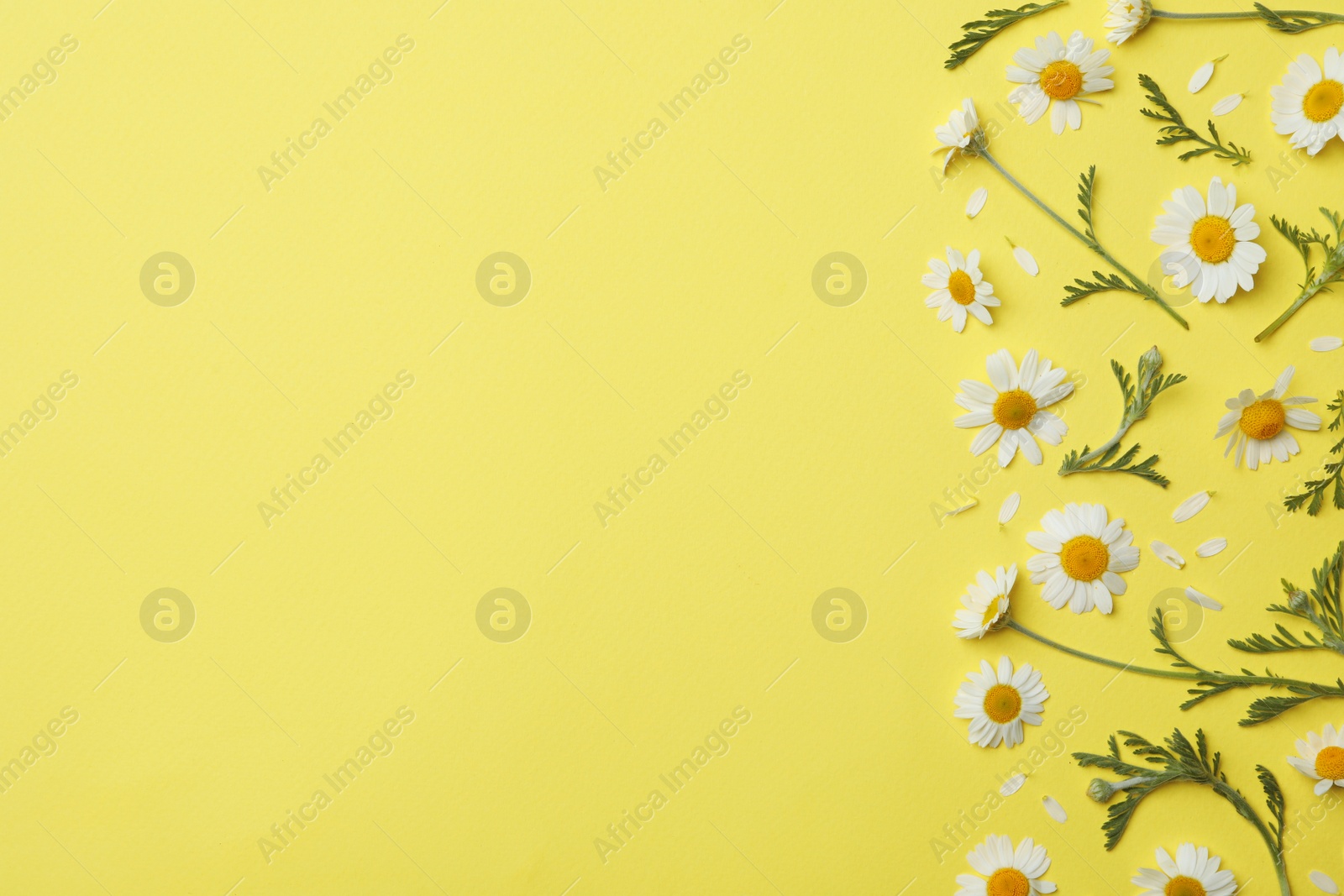 Photo of Flat lay composition with fresh chamomiles on yellow background. Space for text