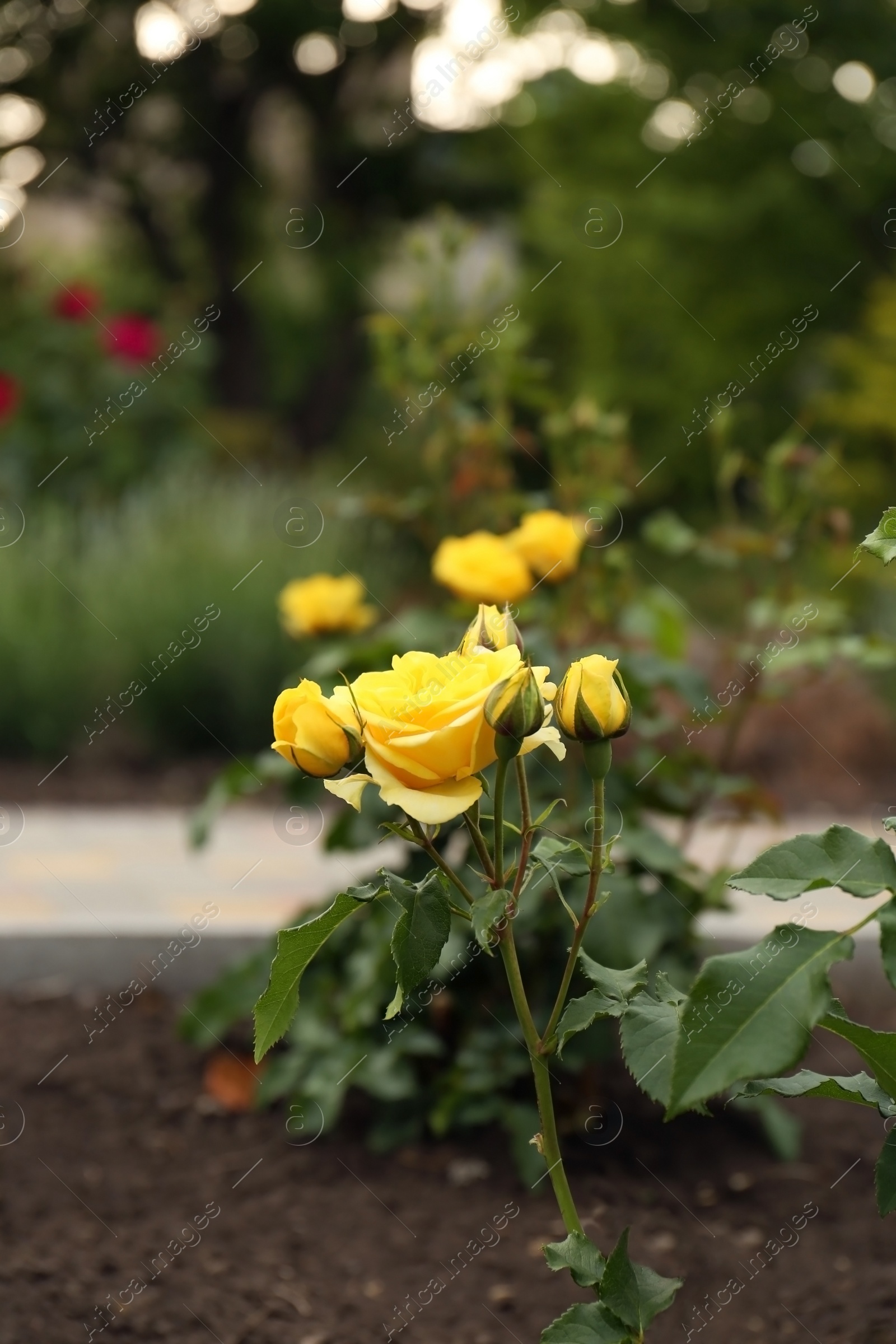 Photo of Beautiful blooming rose bush in flowerbed outdoors