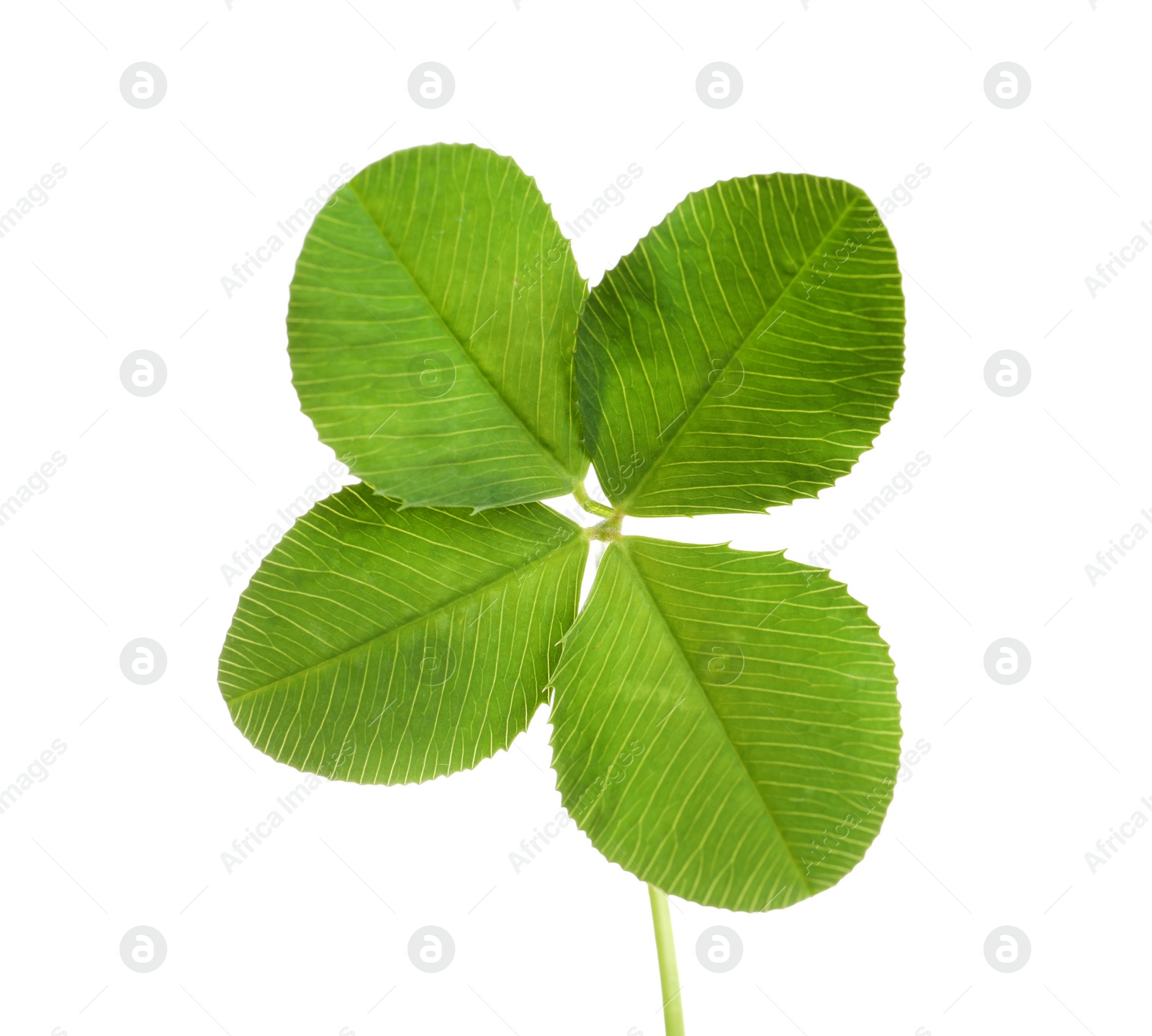 Photo of Green four-leaf clover on white background