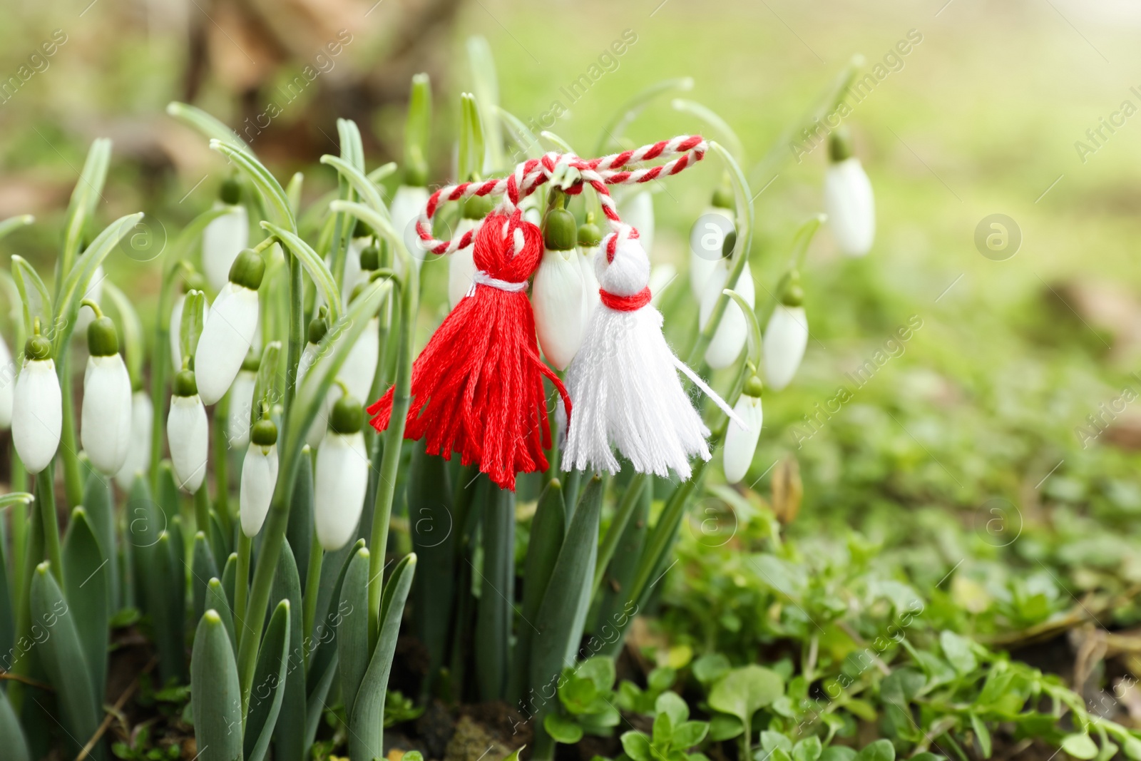 Photo of Traditional martisor and beautiful snowdrops outdoors. Symbol of first spring day