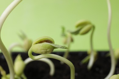 Kidney bean sprouts in fertile soil on green background, closeup. Space for text