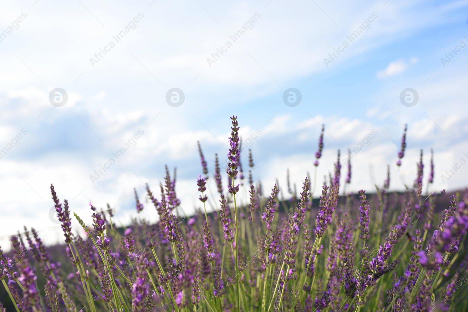 Photo of Beautiful blooming lavender plants growing in field, closeup