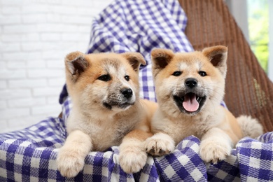 Adorable Akita Inu puppies in armchair at home