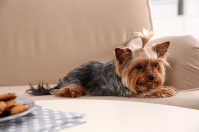 Photo of Yorkshire terrier on sofa indoors. Happy dog