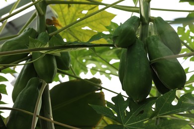 Unripe papaya fruits growing on tree in greenhouse