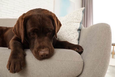 Photo of Chocolate labrador retriever on cozy sofa indoors