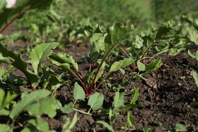 Photo of Beet seedlings growing in field on sunny day