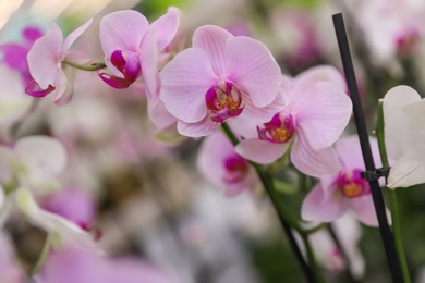 Beautiful blooming tropical orchid on blurred background, closeup. Space for text