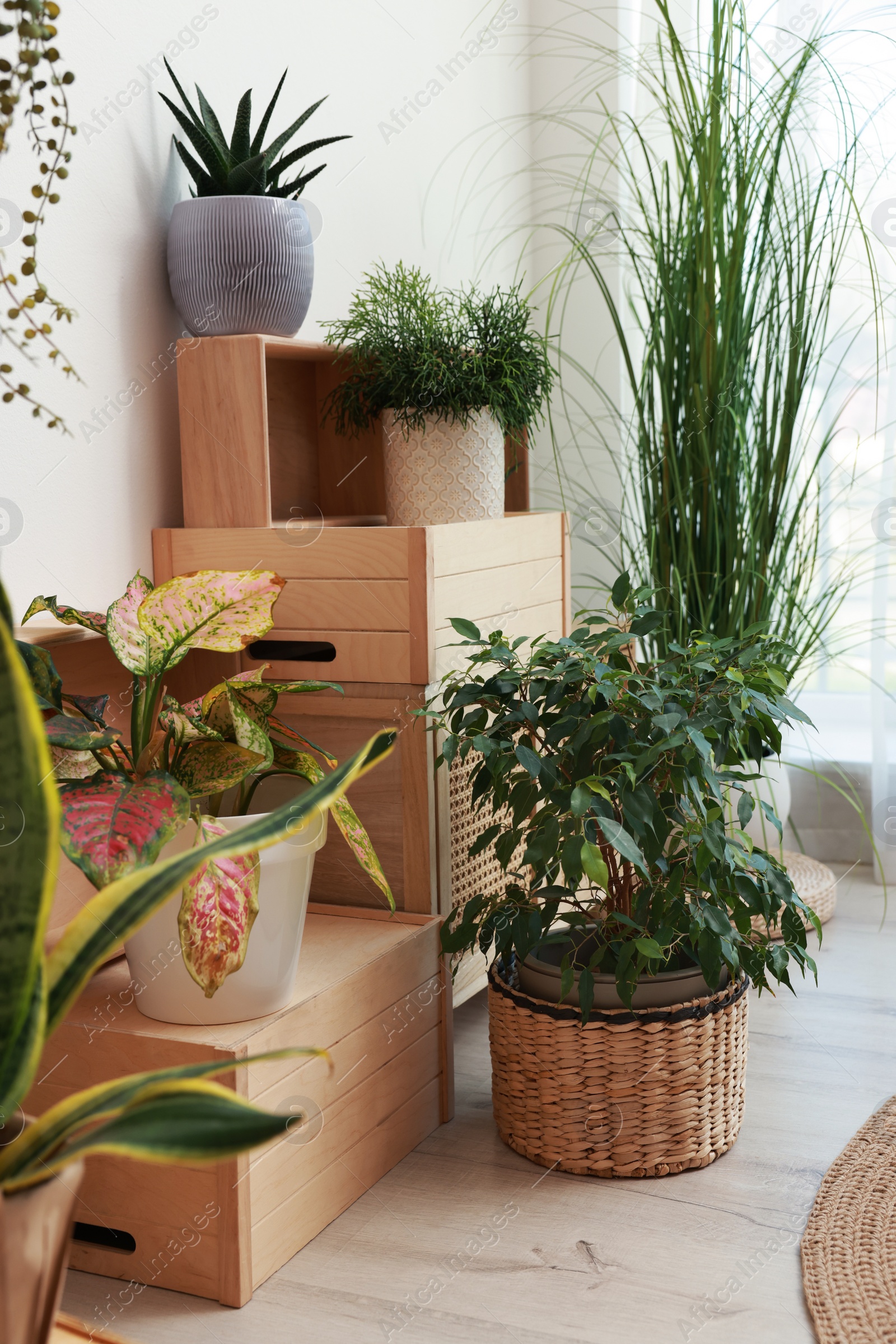 Photo of Beautiful houseplants near white wall indoors. Interior design