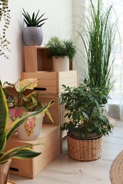 Beautiful houseplants near white wall indoors. Interior design