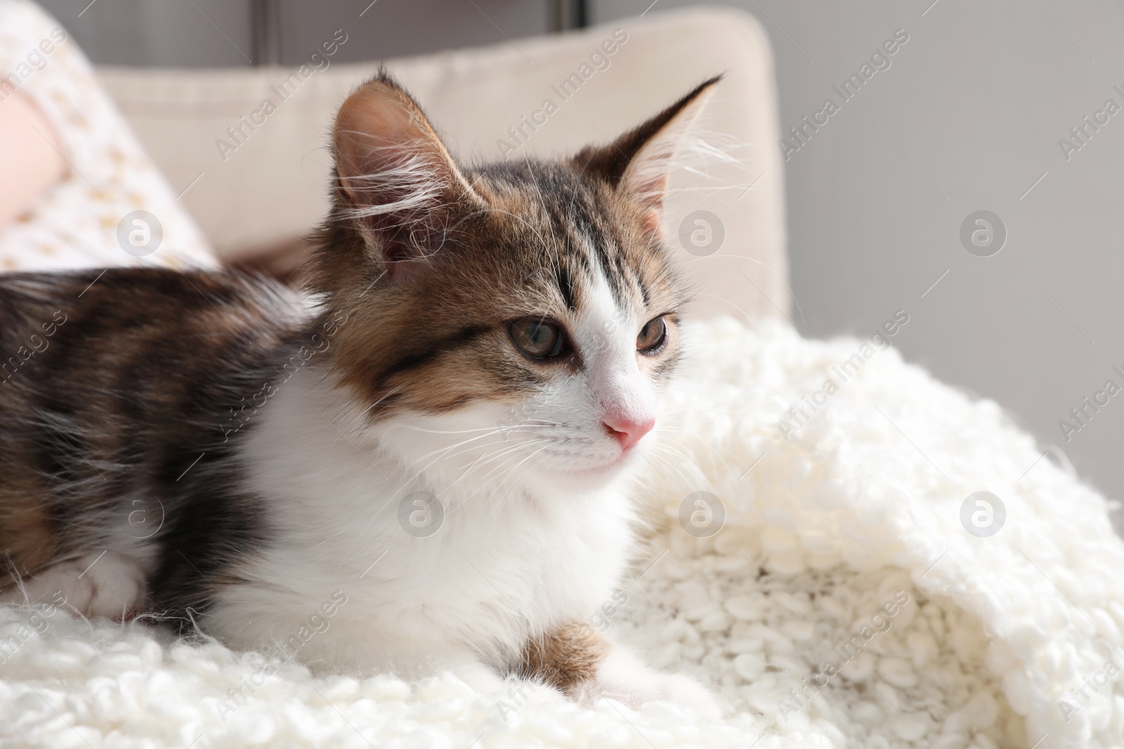 Photo of Cute kitten on soft plaid at home. Baby animal