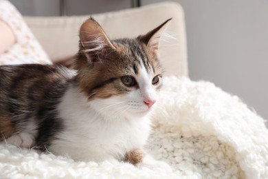 Photo of Cute kitten on soft plaid at home. Baby animal