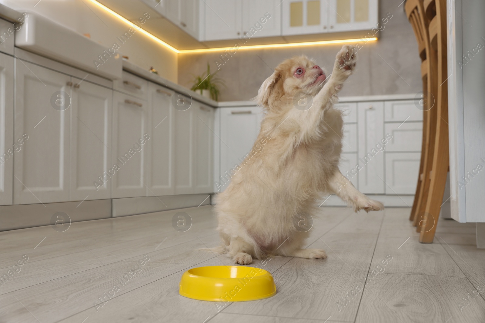 Photo of Cute Pekingese dog near pet bowl in kitchen. Space for text