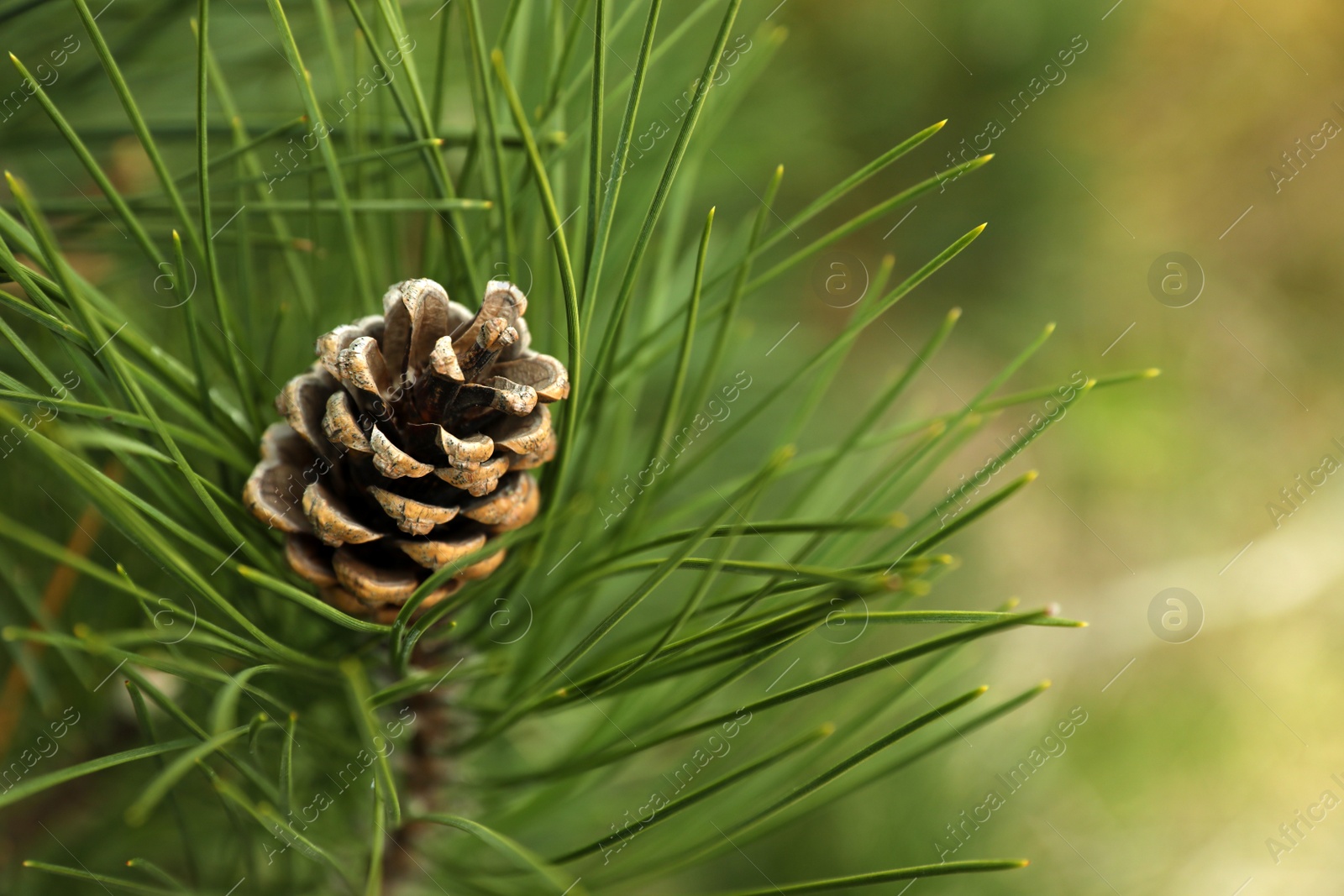 Photo of Pine branch with cone outdoors, closeup. Space for text