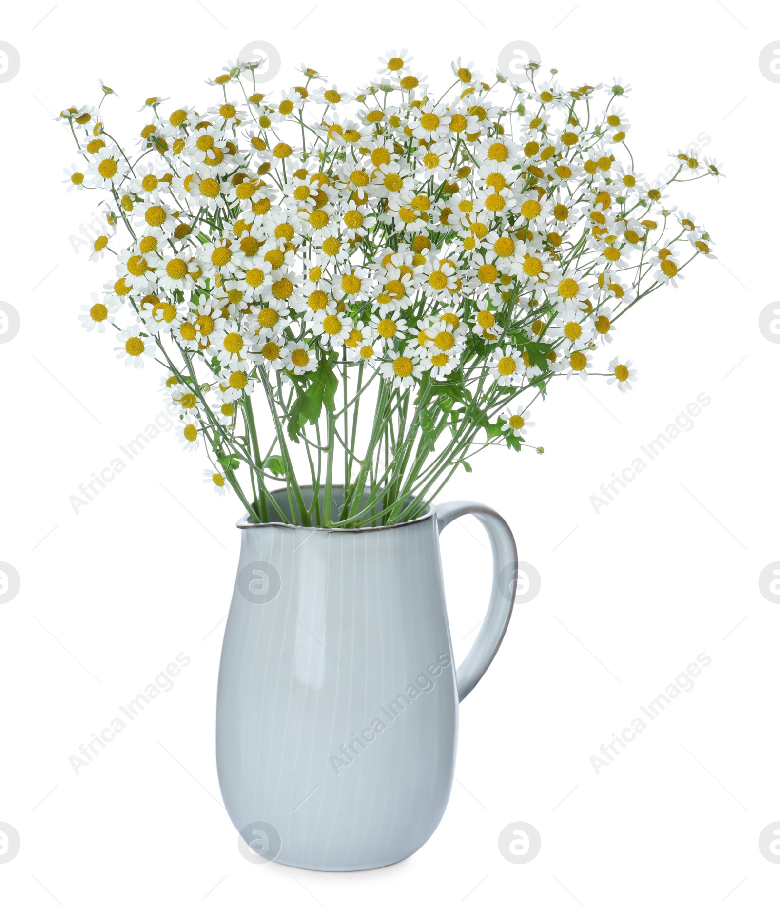 Photo of Vase with beautiful chamomile flowers isolated on white