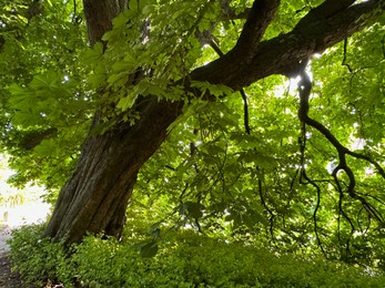 Photo of Beautiful chestnut tree with lush green leaves growing outdoors