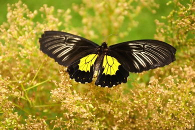 Photo of Beautiful common Birdwing butterfly on plant outdoors