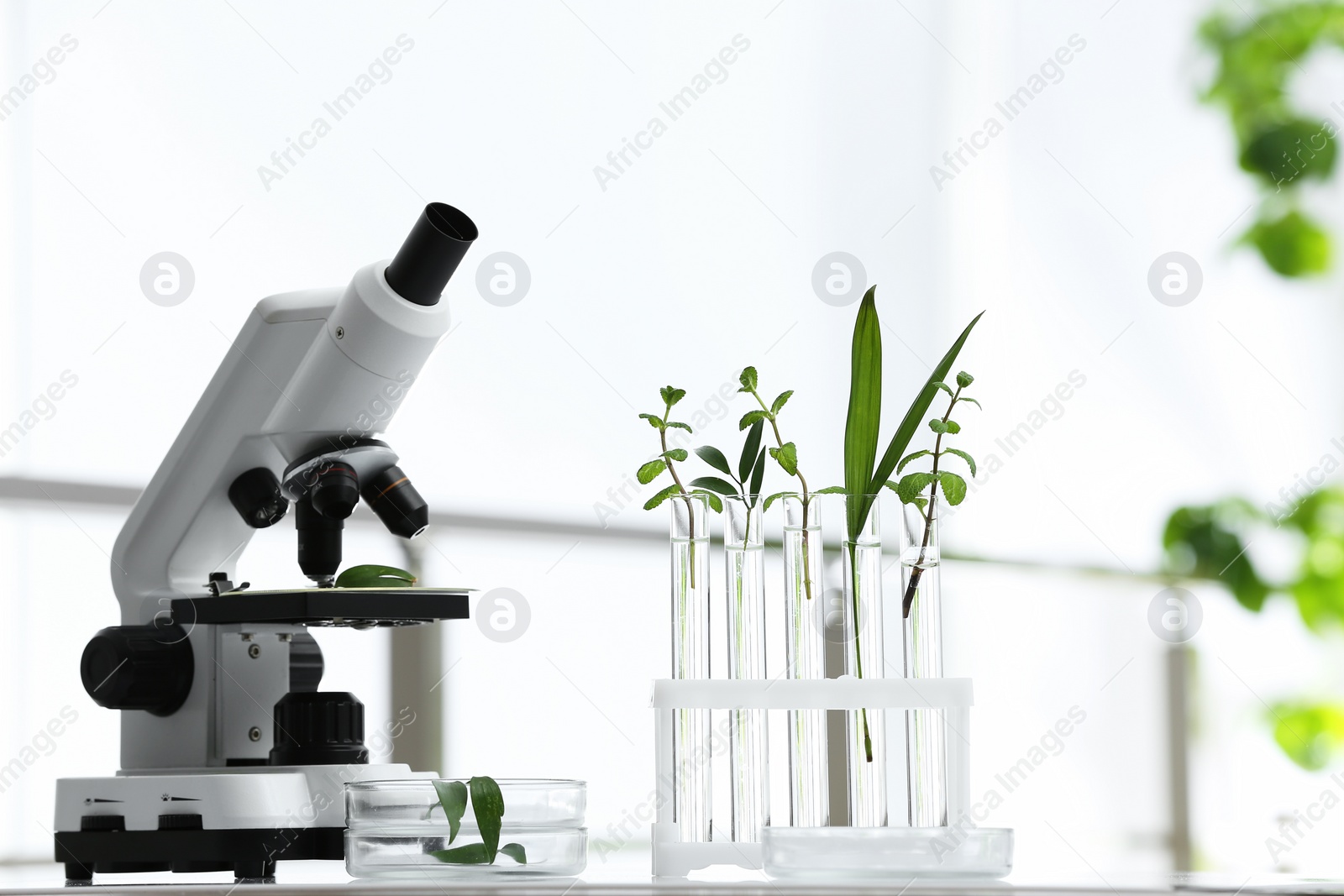 Photo of Laboratory glassware with different plants and microscope on table against blurred background. Chemistry research