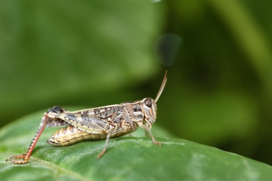 Photo of Common grasshopper on green leaf outdoors. Wild insect