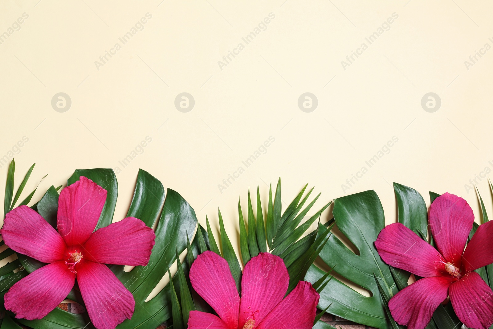 Photo of Flat lay composition with tropical leaves and Hibiscus flowers on beige background. Space for text