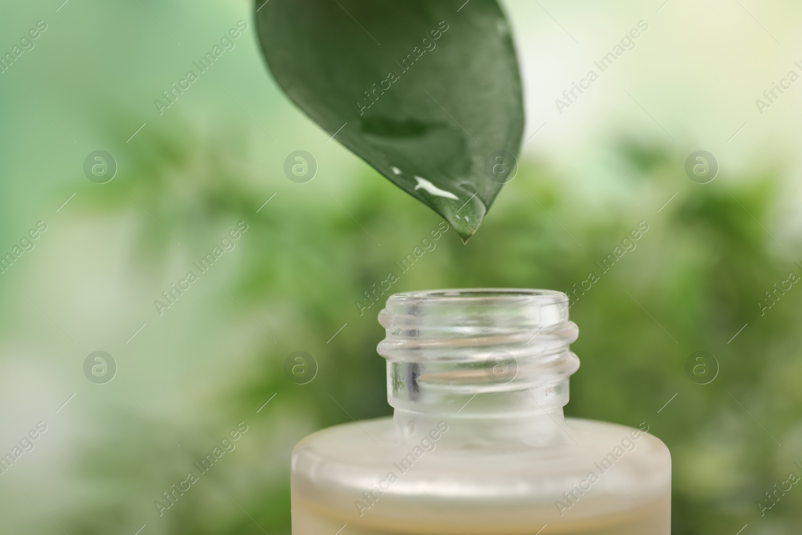 Photo of Essential oil dripping from leaf into glass bottle, closeup