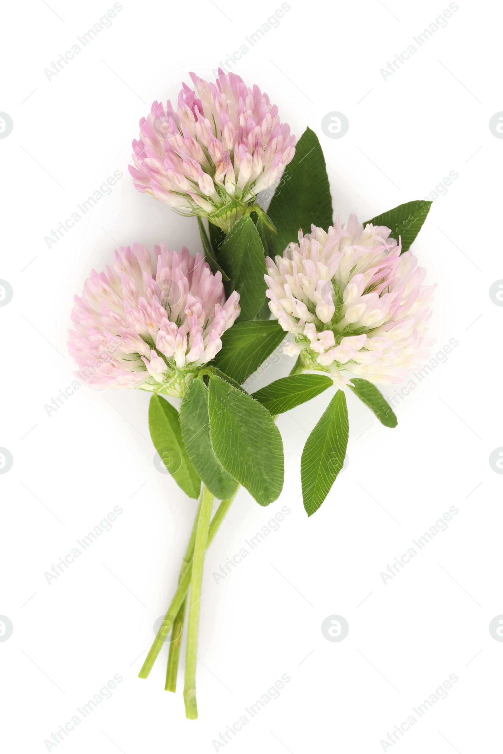 Photo of Beautiful blooming clover flowers on white background, top view