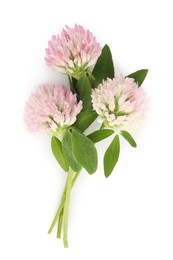 Beautiful blooming clover flowers on white background, top view