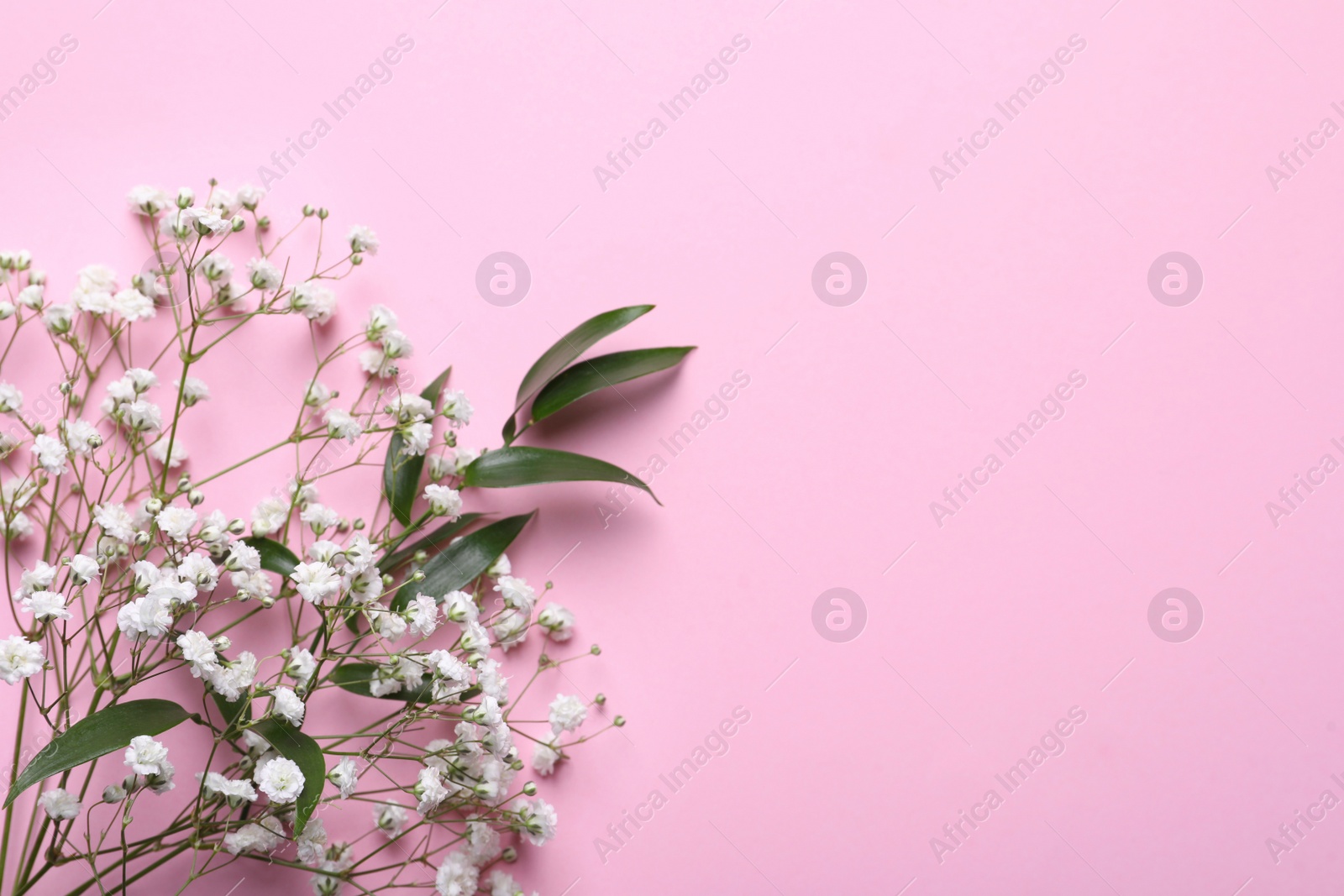 Photo of Beautiful gypsophila and green leaves on pink background, top view. Space for text