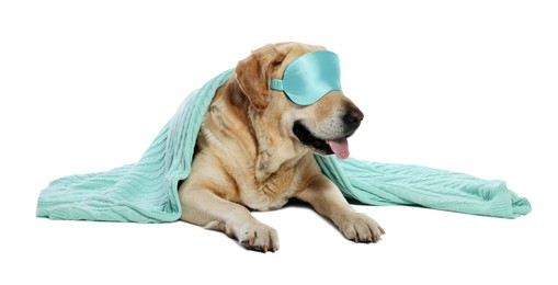 Photo of Cute Labrador Retriever with sleep mask under blanket resting on white background
