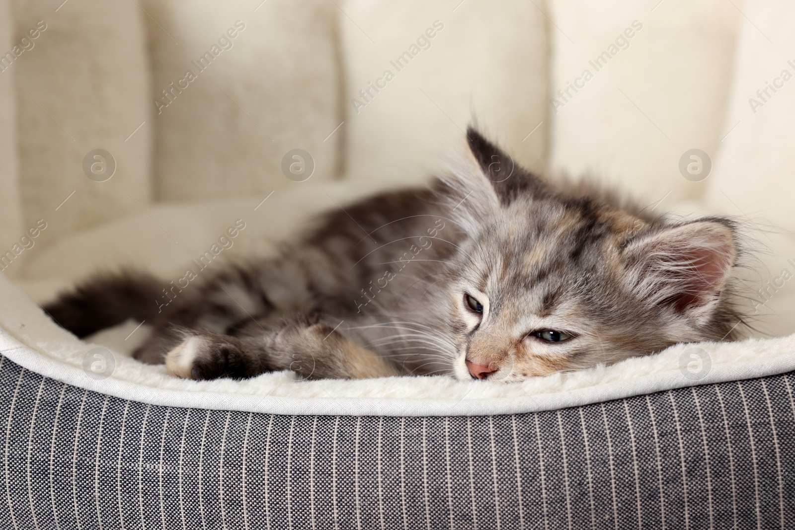 Photo of Cute fluffy kitten resting on pet bed