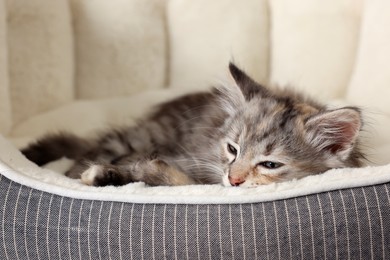 Photo of Cute fluffy kitten resting on pet bed