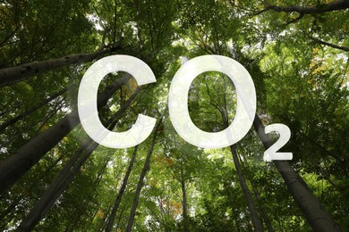 Image of Concept of clear air. CO2 inscription and beautiful green trees, bottom view
