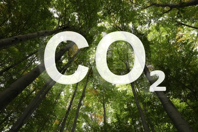 Concept of clear air. CO2 inscription and beautiful green trees, bottom view