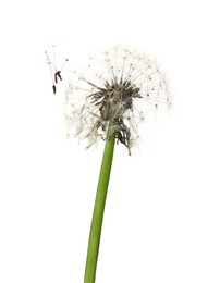 Beautiful fluffy dandelion flower on white background