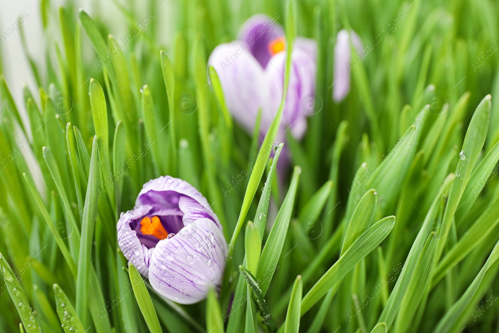 Photo of Fresh green grass and crocus flowers with dew, closeup. Spring season