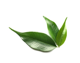 Photo of Green lemon leaves on white background, top view