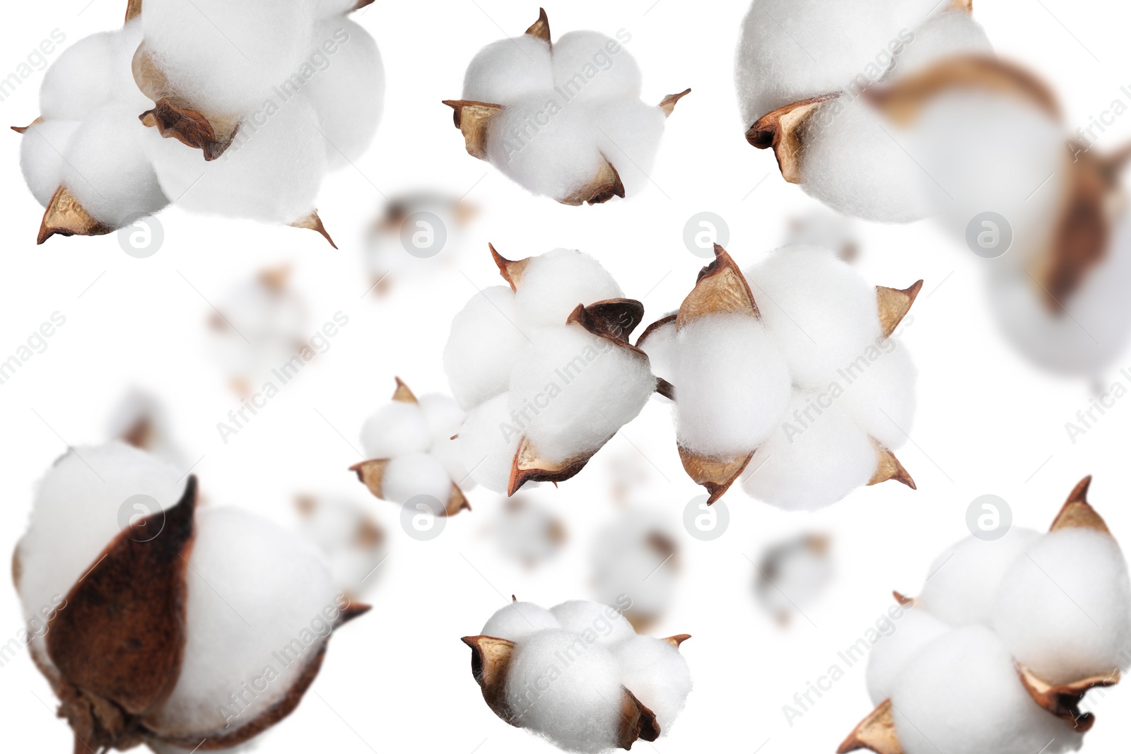 Image of Beautiful cotton flowers falling on white background