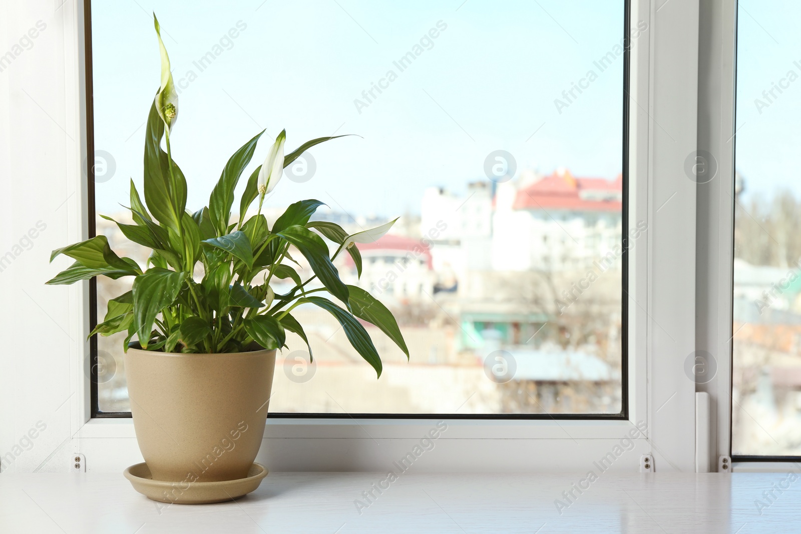 Photo of Pot with peace lily on windowsill, space for text. House plant