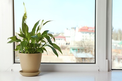 Pot with peace lily on windowsill, space for text. House plant