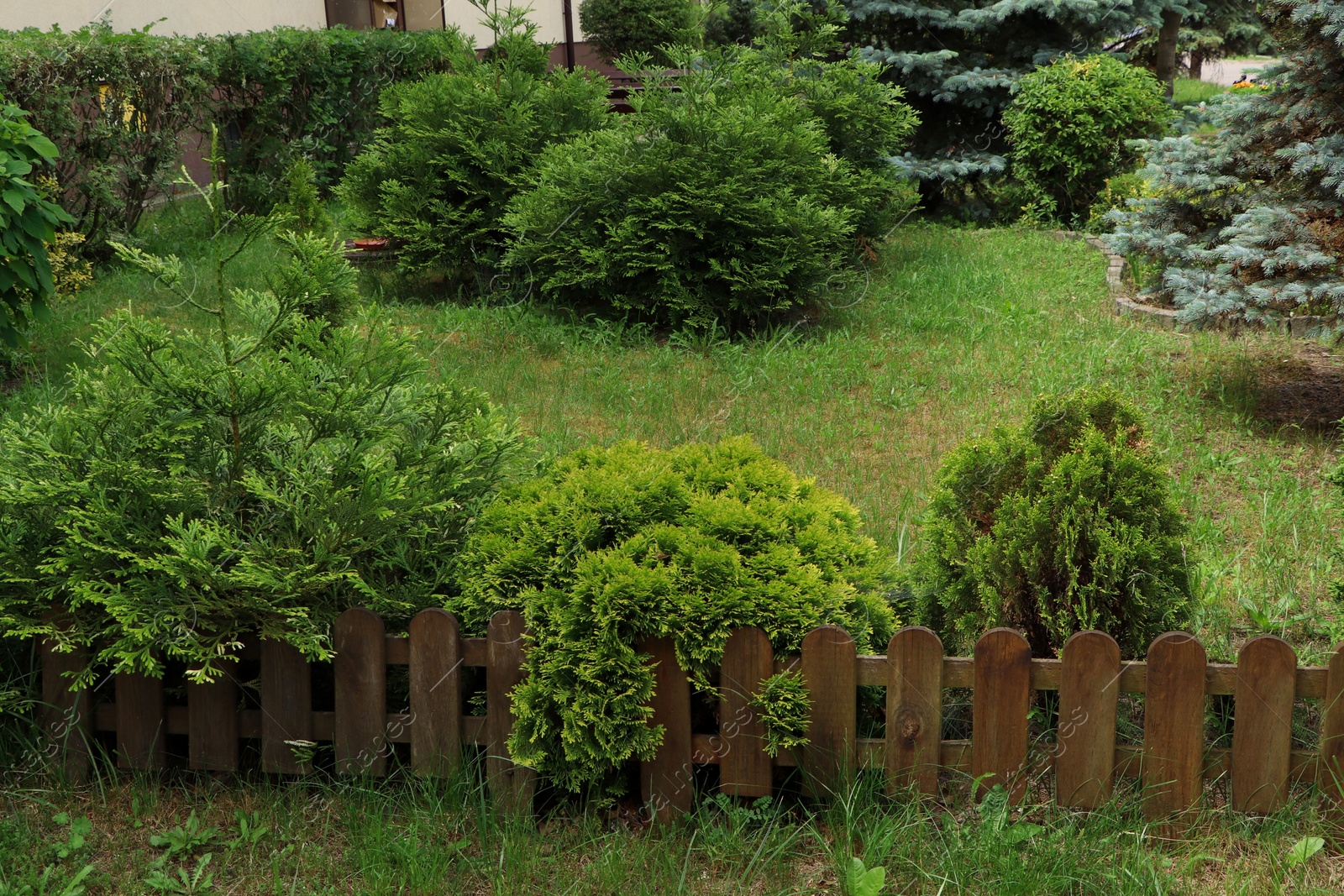 Photo of Different beautiful plants near wooden fence outdoors. Gardening and landscaping